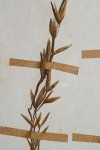 Festuca costata