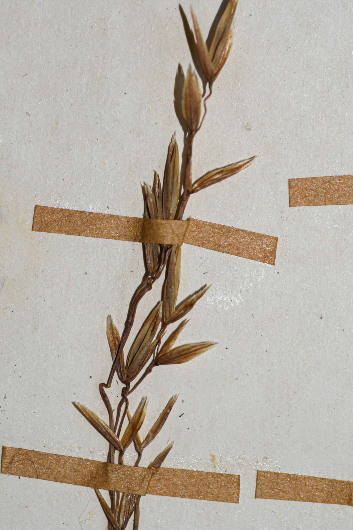 Festuca costata