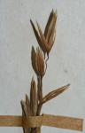 Festuca costata