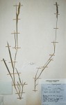 Agrostis continuata