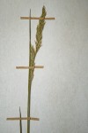 Agrostis continuata