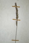 Agrostis continuata