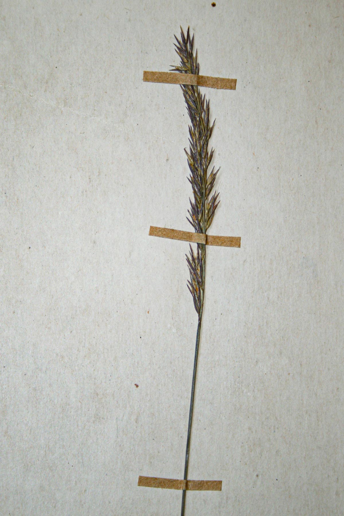 Agrostis continuata