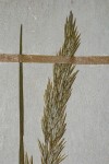 Agrostis continuata