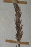 Agrostis continuata