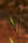 Bromus catharticus