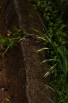 Bromus catharticus