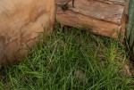 Bromus catharticus