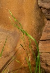 Bromus catharticus
