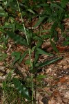 Megastachya mucronata