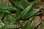 Megastachya mucronata