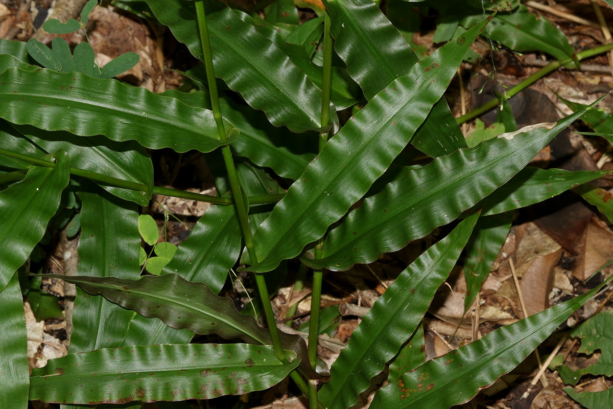 Megastachya mucronata