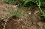 Aristida congesta
