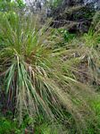 Eragrostis acraea