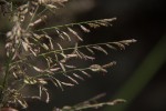 Eragrostis acraea