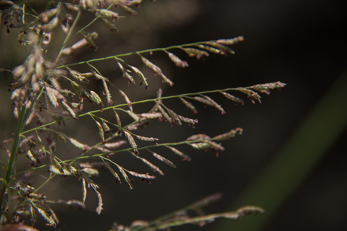 Eragrostis acraea