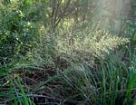 Eragrostis acraea