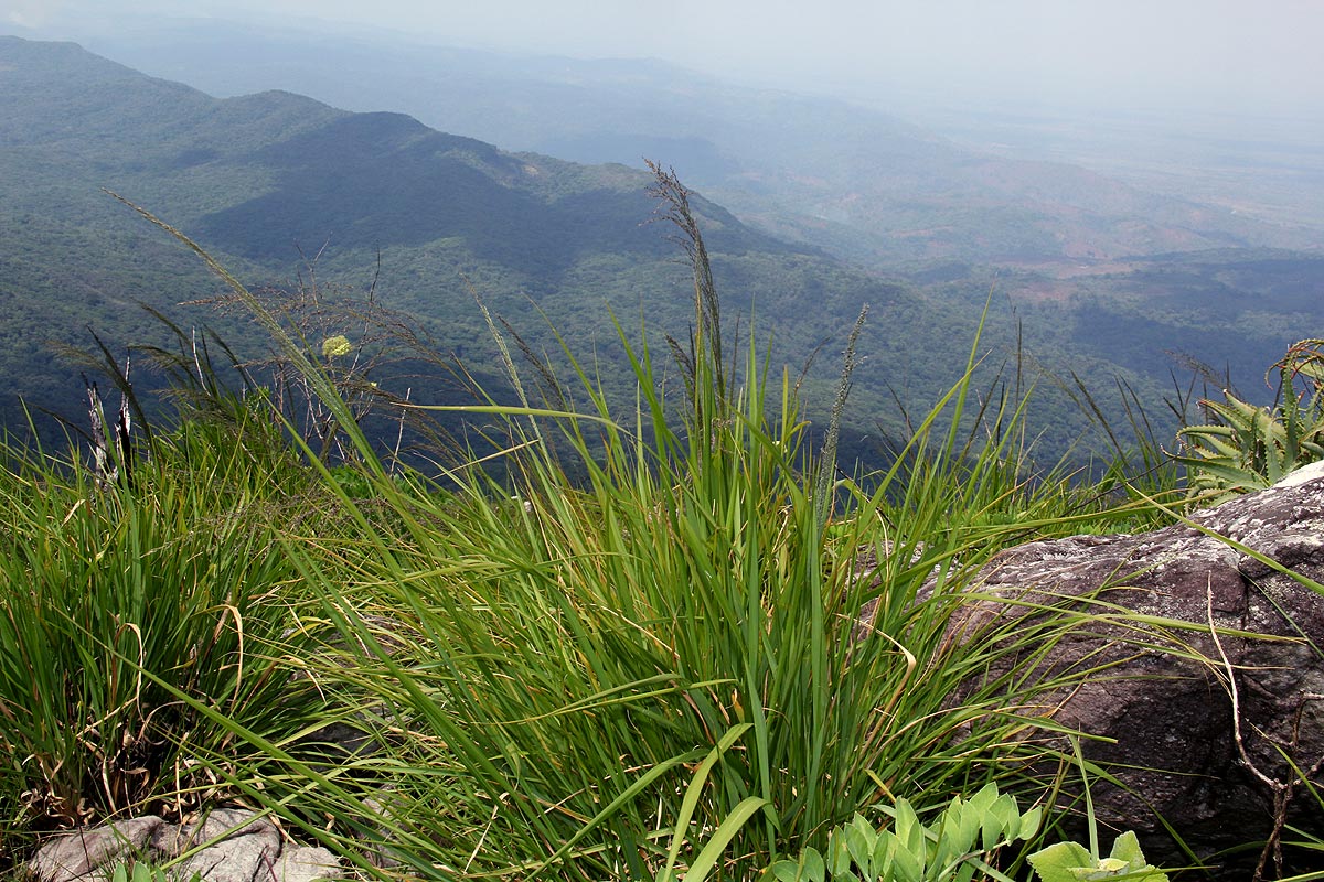 Eragrostis acraea