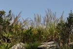 Eragrostis acraea