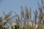 Eragrostis acraea