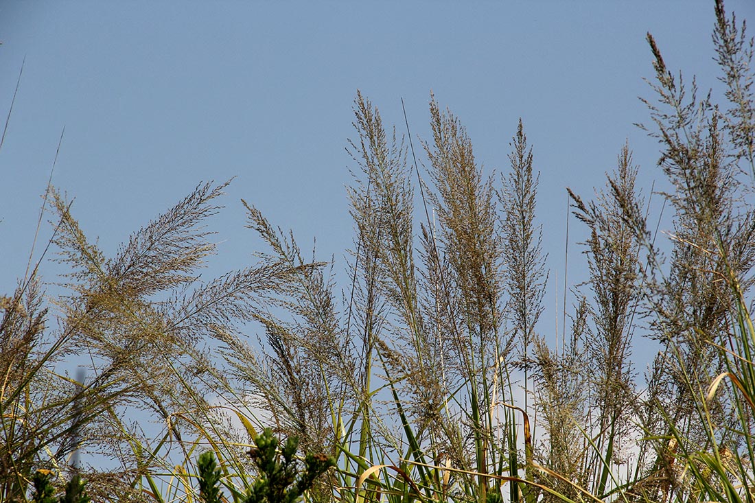Eragrostis acraea