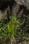 Eragrostis acraea