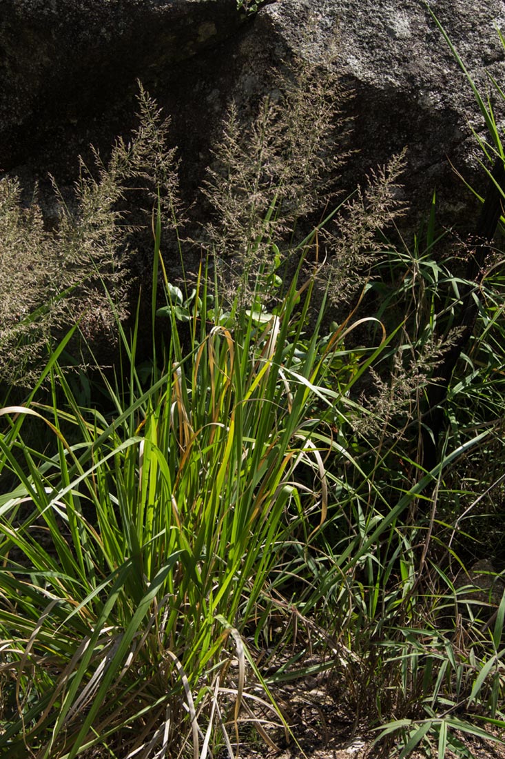 Eragrostis acraea