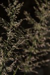 Eragrostis acraea