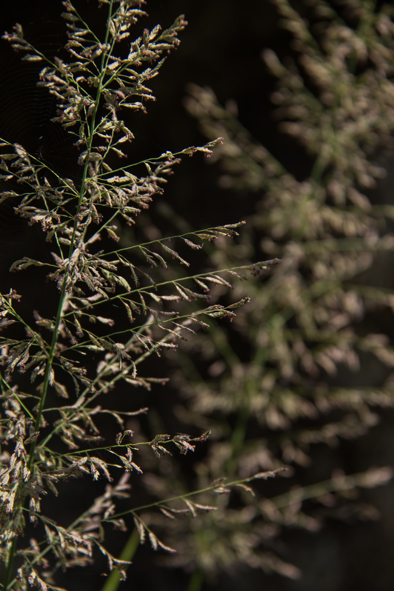 Eragrostis acraea