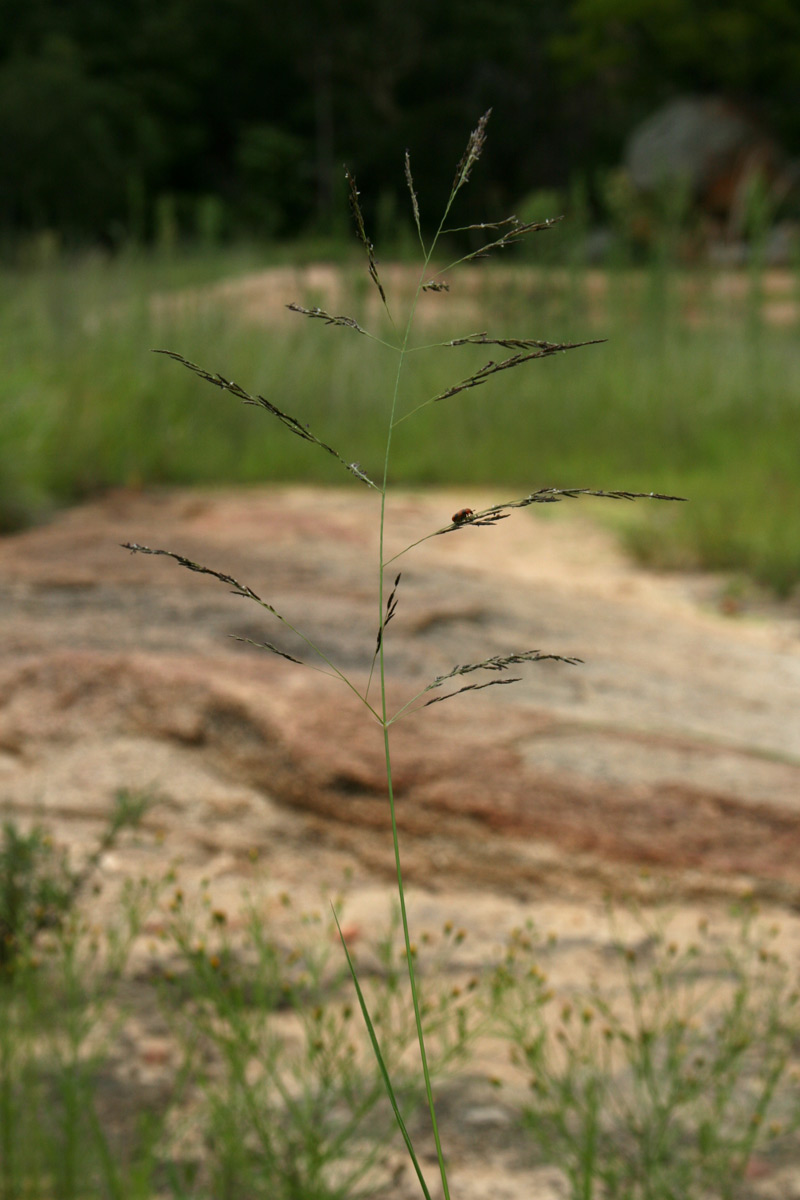 Eragrostis aethiopica
