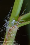 Eragrostis arenicola