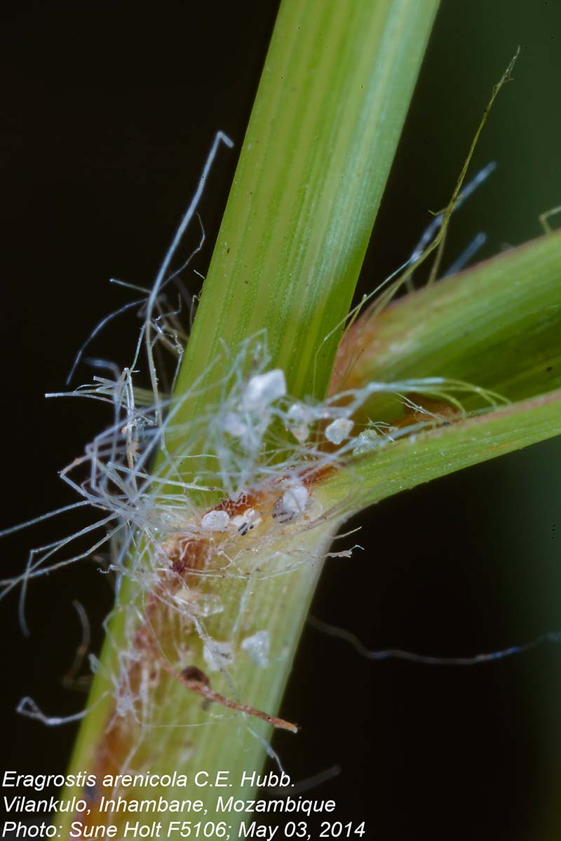 Eragrostis arenicola