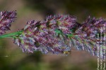 Eragrostis arenicola