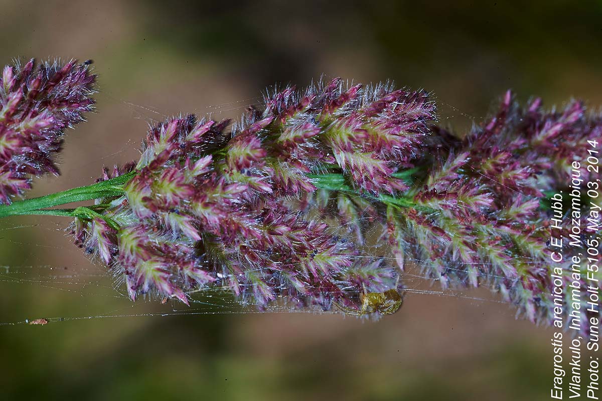 Eragrostis arenicola