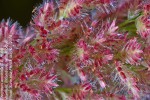 Eragrostis arenicola