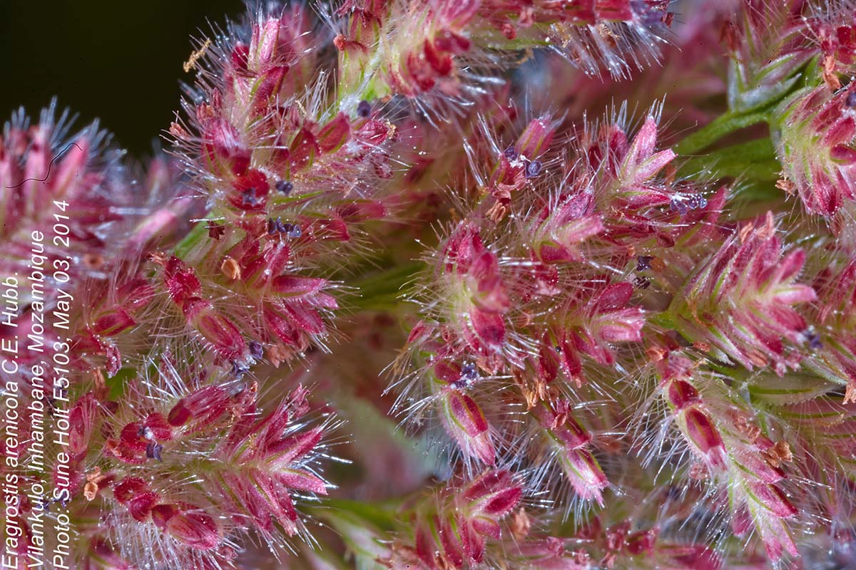 Eragrostis arenicola