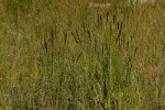 Eragrostis chapelieri