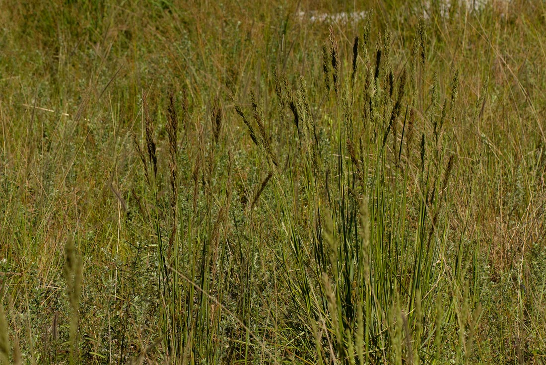 Eragrostis chapelieri