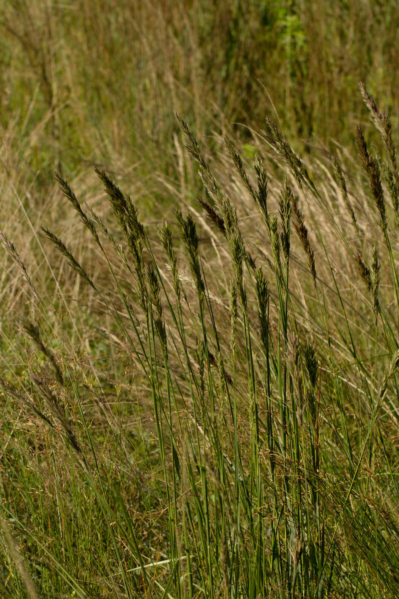 Eragrostis chapelieri