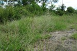 Eragrostis cylindriflora