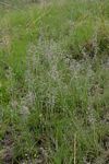 Eragrostis hispida