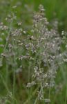 Eragrostis hispida