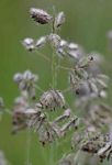Eragrostis hispida