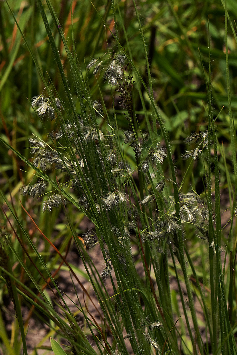 Eragrostis hispida