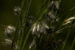Eragrostis hispida