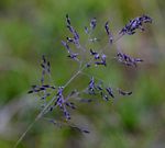 Eragrostis inamoena