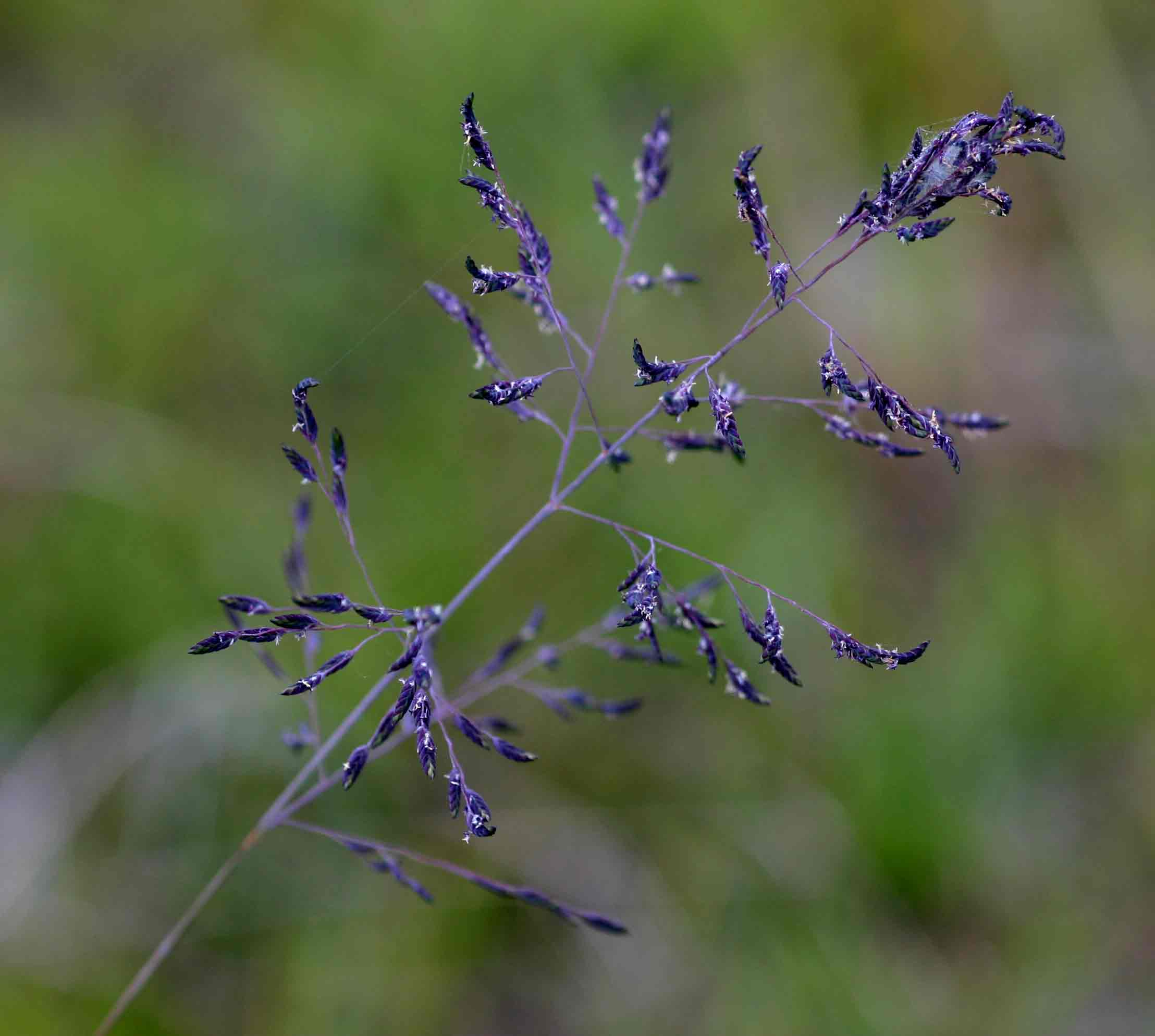 Eragrostis inamoena