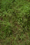 Eragrostis lehmanniana