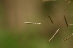 Eragrostis lehmanniana