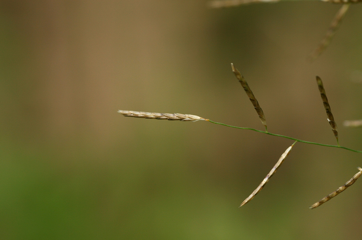 Eragrostis lehmanniana